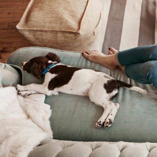 overhead view of  a woman texting as she lies on a couch with a dog at her feet